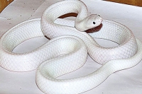 White snake with incredibly rare mutation discovered in australia