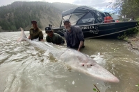 Fishermen come across 100 yo giant white sturgeon in canada release it back after catching it