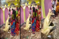 Viral video women devotees perform pooja to dustbin in bihar temple