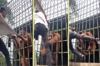 Visitor trespasses orangutan enclosure at indonesian zoo animal attacks by grabbing by his leg