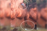 Man tries to enter lion s enclosure in hyderabad zoo video goes viral