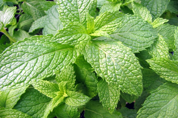 The health benefits with mint leaves which prevents diseases