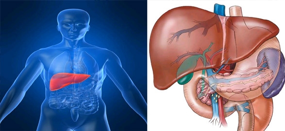Non alcoholic fatty liver disease