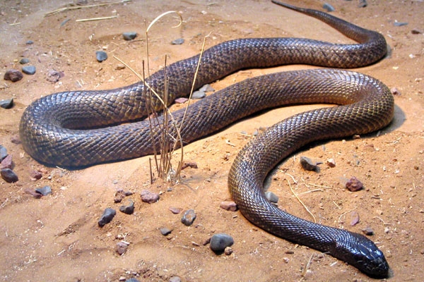 A family collapses their house for killing snake