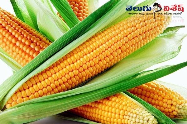 Sweet corn health benefits contains nutrients