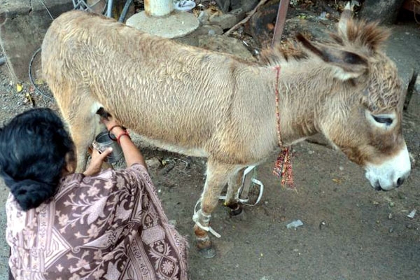 Donkey milk sells at rs 5000 per litre