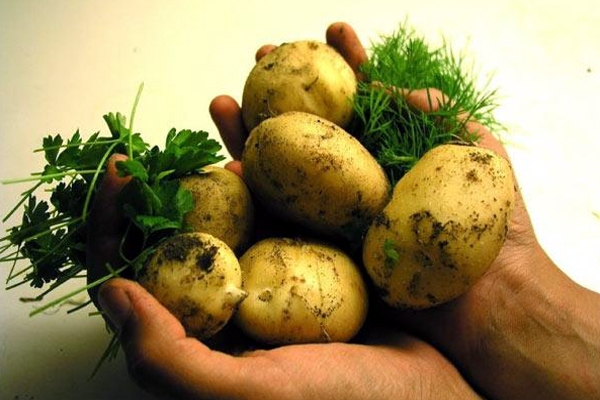 Potato beauty tips for hair problems home remedies
