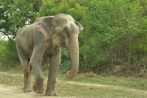 Elephant cries after being freed