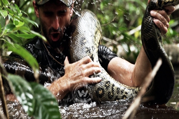 Nj naturalist paul rosolie becomes lunch for anaconda in discovery special