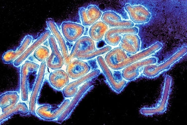 Ebola virus spread by 2 years old boy in south africa guinea country