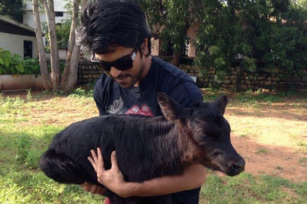 Ramcharan loves calf