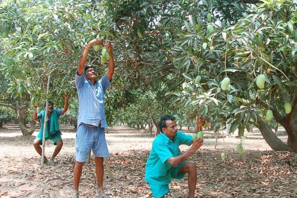 Prisoners tasty mango crop in rajahmundry central jail