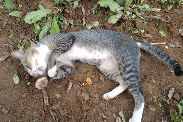 cat at owner's grave