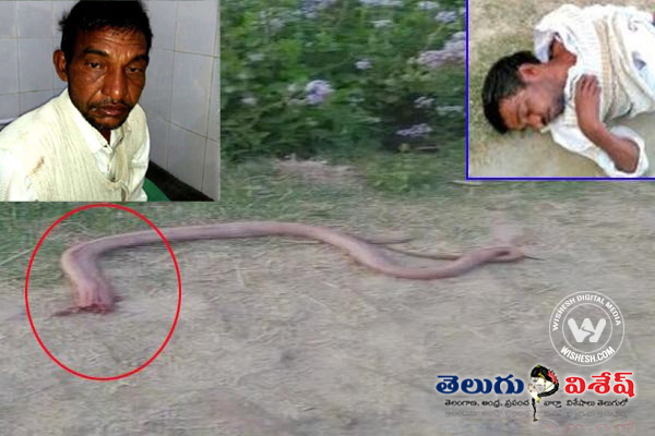 Revenge Attack UP Man Eats Snake Head